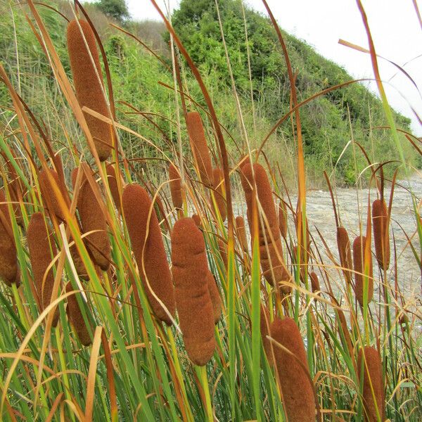 Typha laxmannii Çiçek