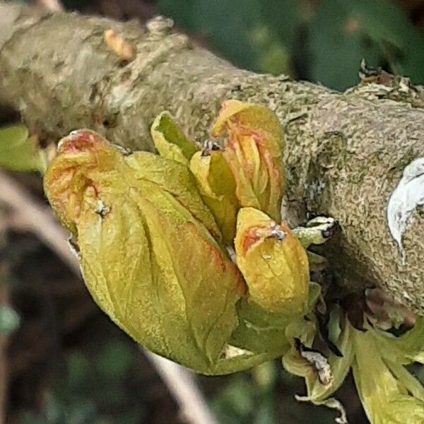 Acer tataricum Leaf