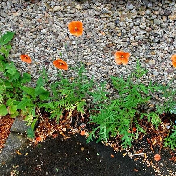 Papaver dubium आदत