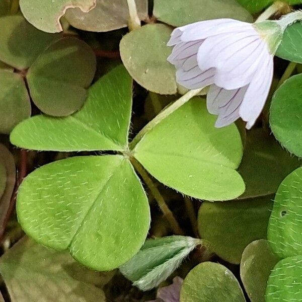 Oxalis acetosella Листок