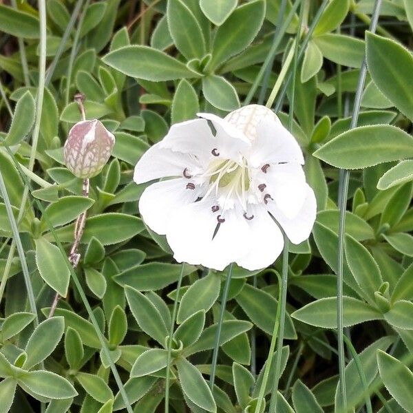 Silene uniflora പുഷ്പം