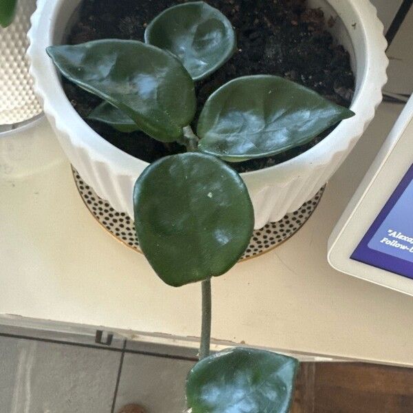 Hoya carnosa Leaf