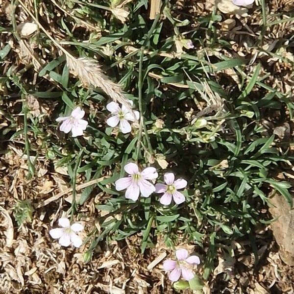 Petrorhagia saxifraga Flors