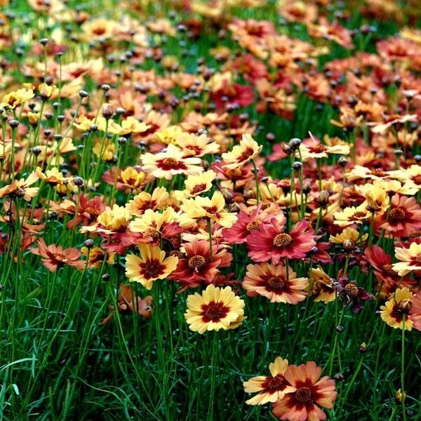 Coreopsis tinctoria Vivejo