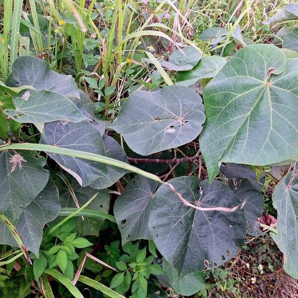 Hibiscus tiliaceus Leaf