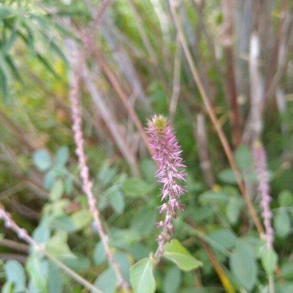 Achyranthes aspera Flower