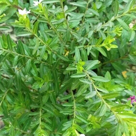 Cuphea hyssopifolia Blatt