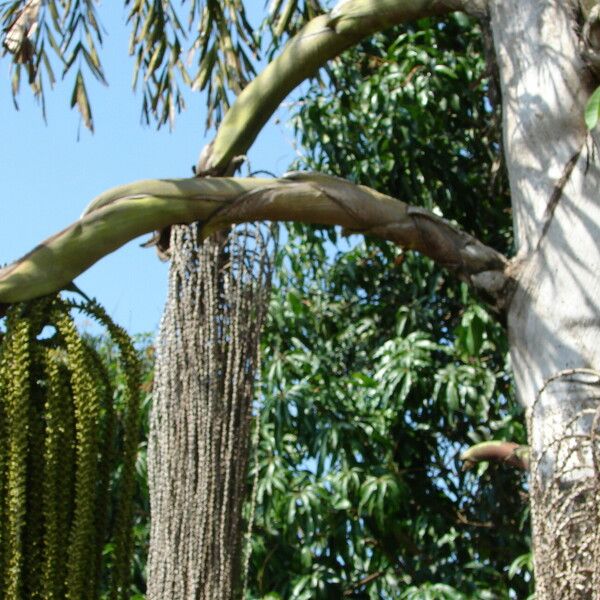 Caryota urens Плод