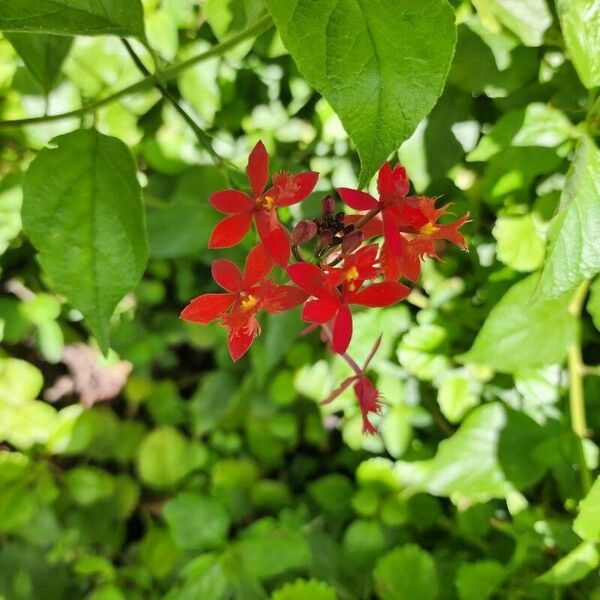 Epidendrum radicans Flower