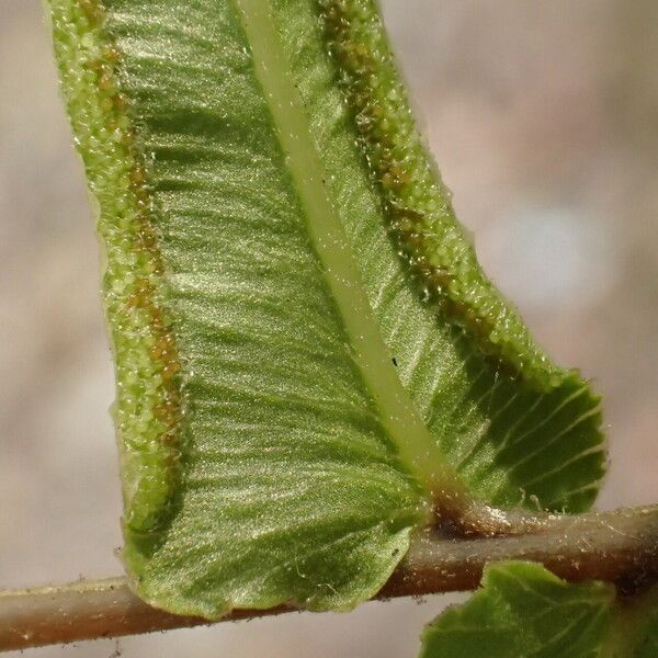 Pteris vittata Vrucht