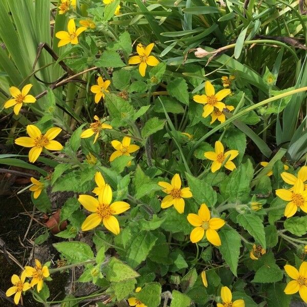 Chrysogonum virginianum Flower