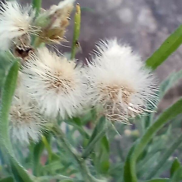 Erigeron bonariensis 果