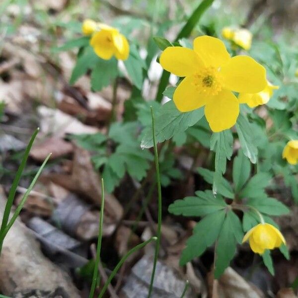 Anemonoides ranunculoides Flor