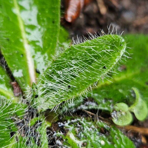 Pilosella aurantiaca Fulla