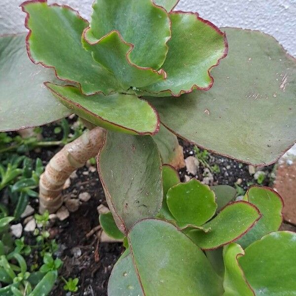 Cotyledon orbiculata Blad