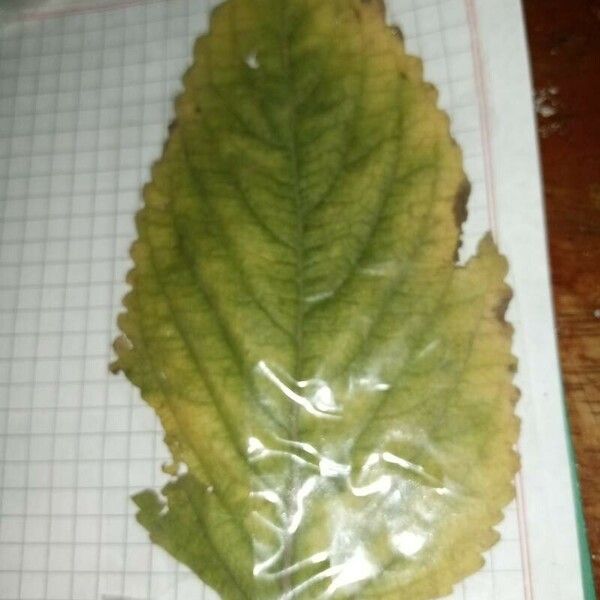 Hydrangea macrophylla Blad