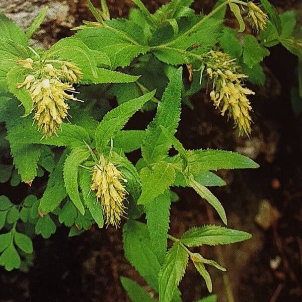 Paederota lutea Blomst