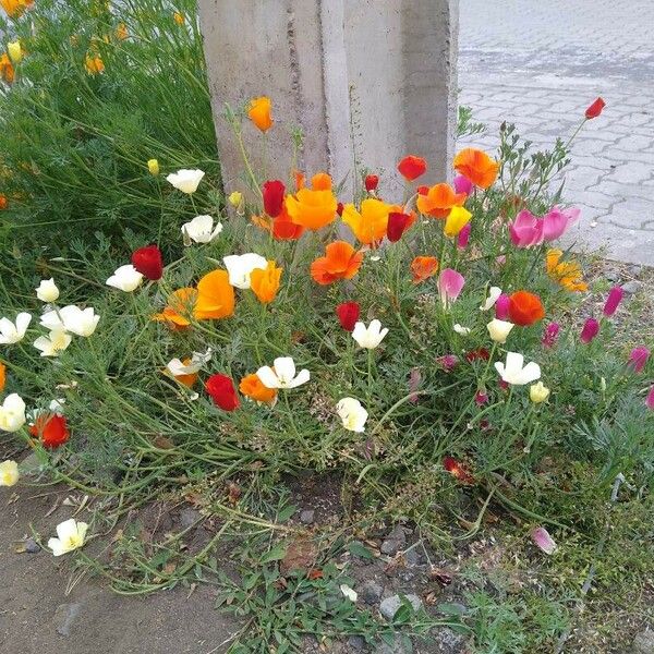 Eschscholzia californica Květ