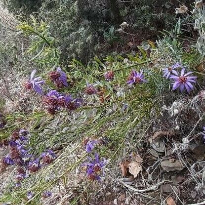 Galatella sedifolia Flor