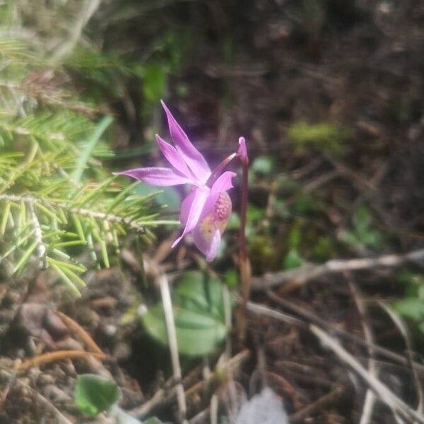 Calypso bulbosa Blüte