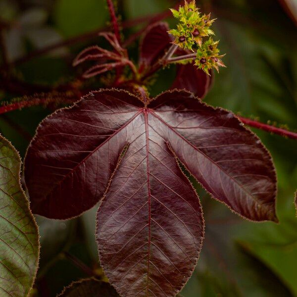 Jatropha gossypiifolia Blad