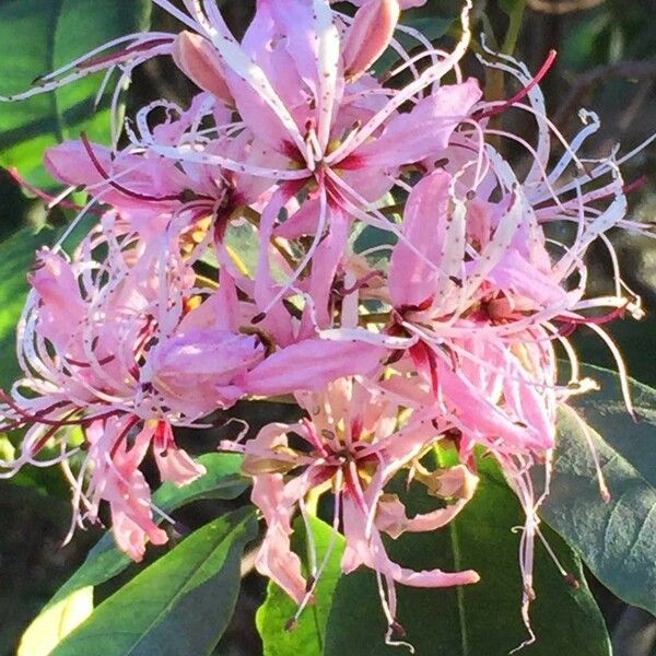 Calodendrum capense Blomma