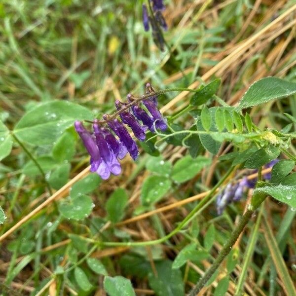 Vicia villosa Blomst