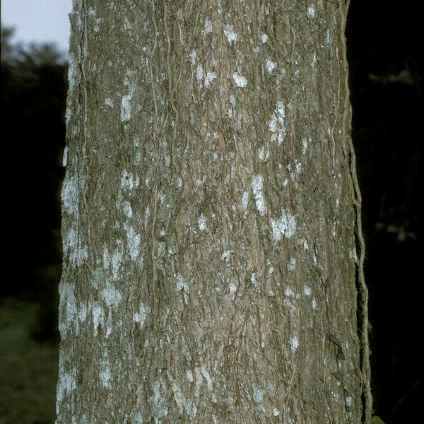 Carya illinoinensis Kaarna