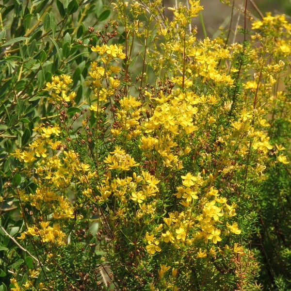 Hypericum empetrifolium 花