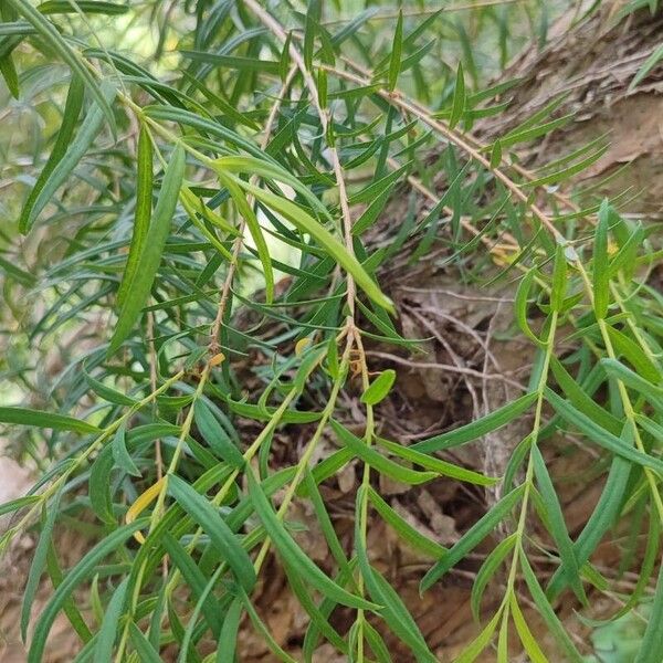 Melaleuca linariifolia Blatt