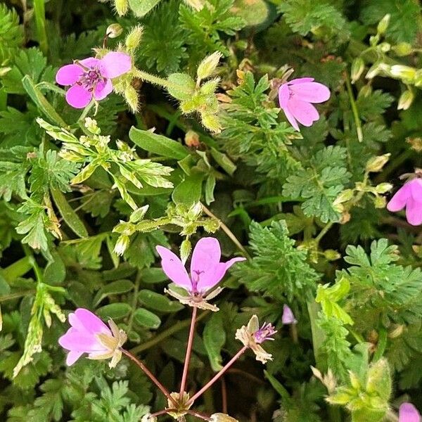 Erodium acaule Lapas