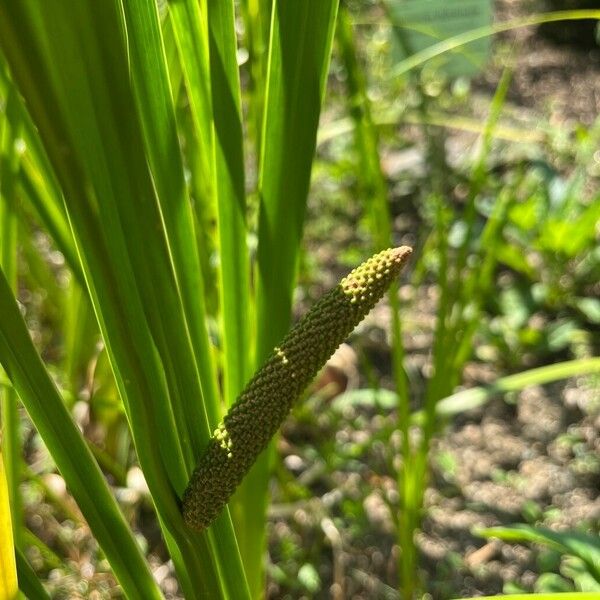 Acorus calamus Blomst