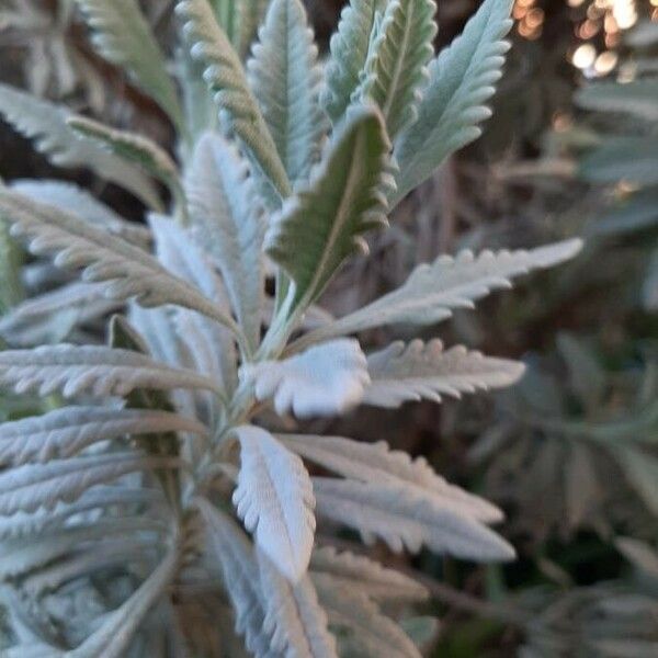 Lavandula dentata Blatt