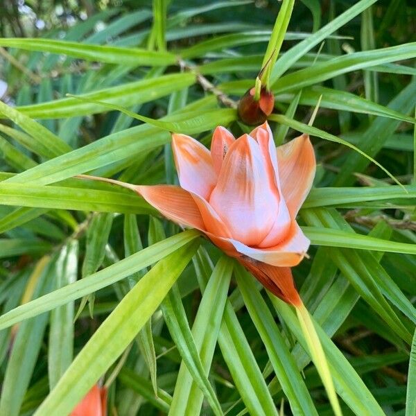 Freycinetia cumingiana Blüte