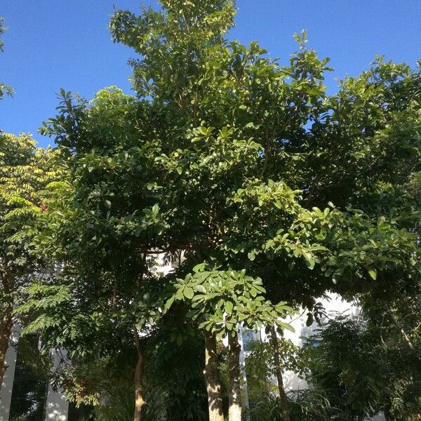 Cinnamomum kotoense