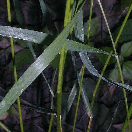 Sphenopholis intermedia Blatt