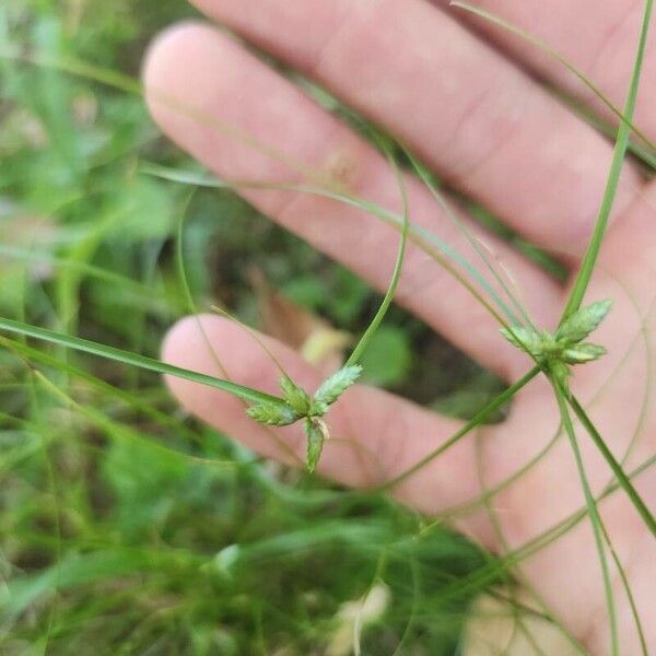 Juncus tenuis Lorea