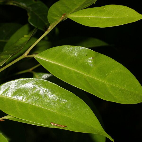 Sarcaulus brasiliensis Leaf