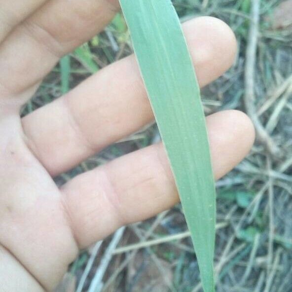 Setaria verticillata Blad