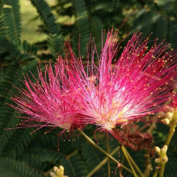 Albizia julibrissin Flor