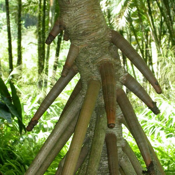 Pandanus tectorius Ŝelo