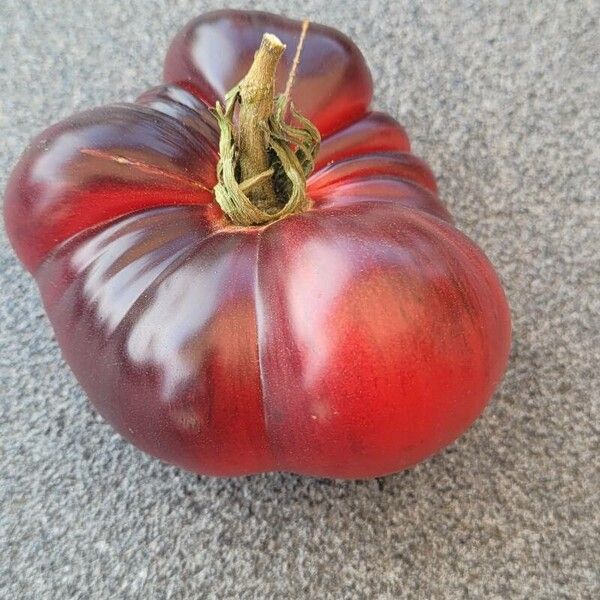 Solanum lycopersicum Frucht