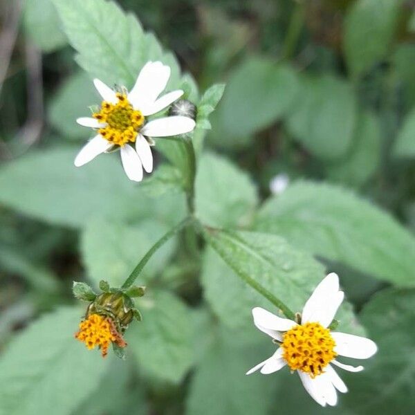 Bidens pilosa Flor