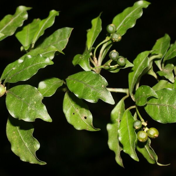 Psychotria biaristata Fruit