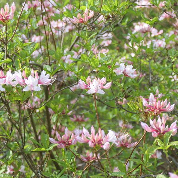 Rhododendron periclymenoides Habit