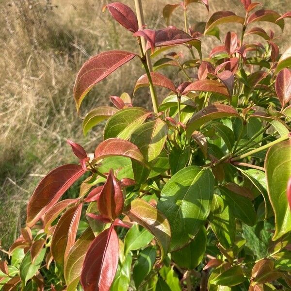 Cornus hongkongensis Φύλλο