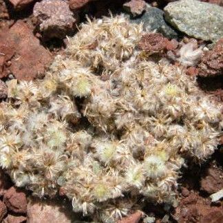 Lasiopogon muscoides Flower