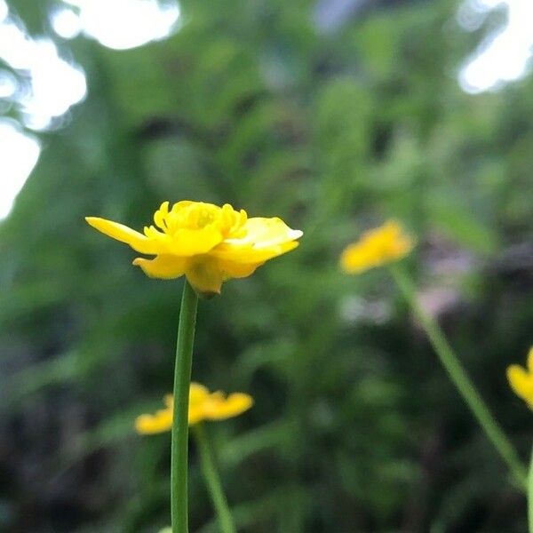 Ranunculus flammula ফুল