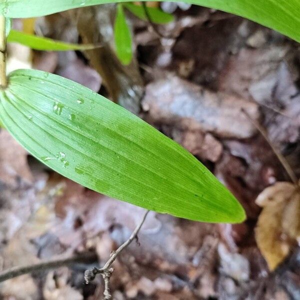 Cephalanthera longifolia Leaf