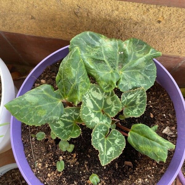 Cyclamen purpurascens Blad